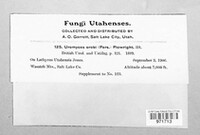 Uromyces viciae-fabae image